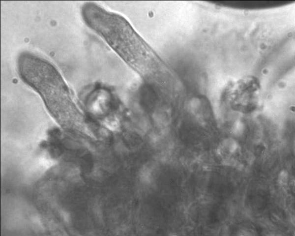 Radulomyces confluens? (Coniophora arida)